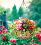 Online Garden Store India