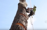 Tree Service Arborist and Tree Surgeon