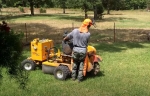 Tree Surgeon