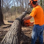 TreeCareHQ Winchester