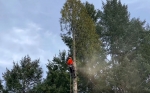 TreeCareHQ Winchester