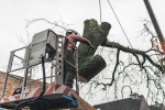Quincy Tree Care