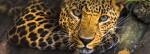 Around Africa Safaris