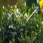 Landscapers Bermondsey