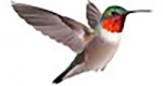 Birds Family Funerals