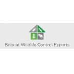 Bobcat Wildlife Control Experts