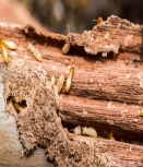 Washington Furnace Pest Control Solutions