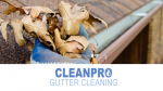 Clean Pro Gutter Cleaning Rochester