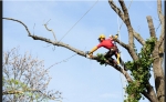 Tree Services Annapolis