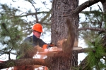Tree Lopping Service Ipswich