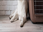 Dog Kennel Flooring LTD