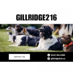 Gillridge216