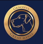 Graceful Great Danes