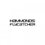 Hammonds Flycatcher