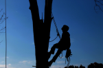 Rock Hill Tree Service