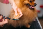 Red Rover Mobile Grooming