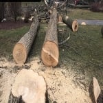Cleveland Heights Tree Service