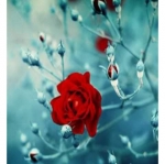 Koinonia Construction