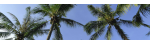 Hawthorne's Tree Service Lakeland FL