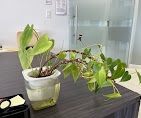 Leafland Limited