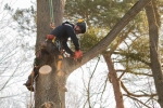 Lexington Tree Service of Santa Cruz