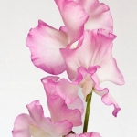 Sweet Pea Florist Redcar