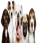 Winter Haven Mobile Pet Grooming by HP