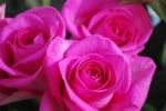 Malik Flower Service