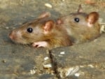 Mouse Bournemouth