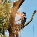 Newark Tree Care