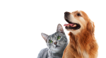 pet towwn