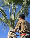 SWFL Tree Service Lutz
