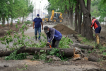 Sams Tree Service of South Gate