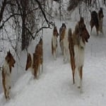 Stirling collies