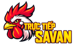 Trực tiếp đá gà
