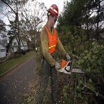Stockton Tree Services