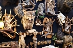 Preference Taxidermy
