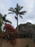 Palm Desert Tree Pros