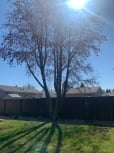 Tree Removal Sherwood Park