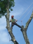 Foley Tree Service Company