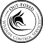 Out-Foxed Wildlife Control Services