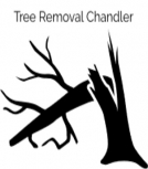 Tree Removal Chandler AZ
