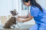 24/7 Local Veterinarian