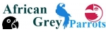 African Grey Parrots