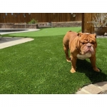 Artificial Grass Depots