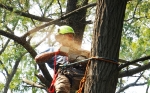 ArboristsCoffsHarbour.com.au