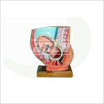 Ascomedical's Link Centre