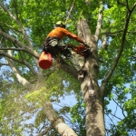 A+ Tree Removal &amp; Landscaping