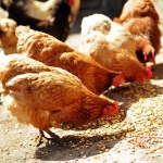 Barn Feed &amp; Livestock Co. Inc.