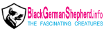 Black German Shepherd- The Fascinating Creatures
